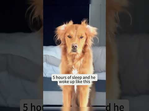 Watch moment when dog wakes up from sleep 😴 #funny #doglove #animals