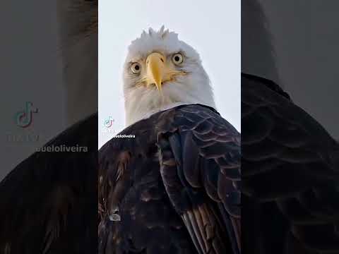 ENDAMAS EKAN DEB GAPIRAVURMANG