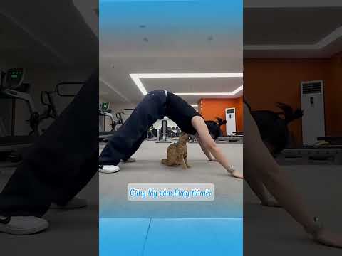 Bí mật kỳ lạ mèo mềm dẻo như nước #shorts  #mèo #cat #dongvat