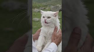 angry cat