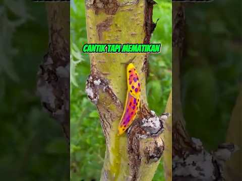 Cantik Tapi Mematikan #faktaunik #sains #sainsasyik