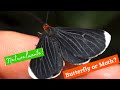 Identifying Moth Characteristics and Behavior