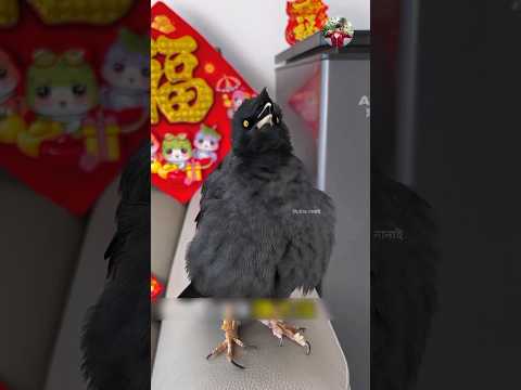 The liver will be hit hard, the ribs will be broken, Shalik bird sang this ghazal. #talkingbirds