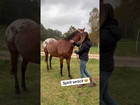 Witaj w domu Spirit 😍 #konie #horse