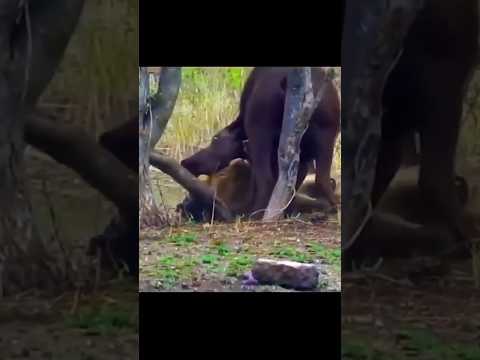 Leão ataca buffalo com filhote.