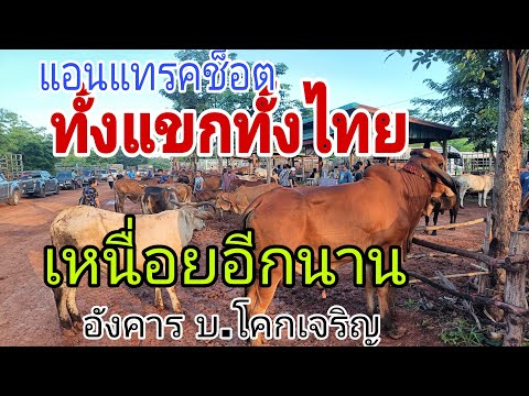 ราคายังไม่ฟื้น ราคาวัวควาย อังคาร 17 มิ.ย.68 สนาม บ.โคกเจริญ