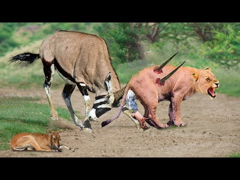 Pain of Losing a Child is Too Great - Lion Steals Newborn Oryx and Raises Him as His Own