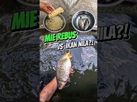 Eksperimen umpan GT Ikan Mas