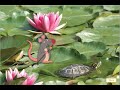 Freshwater Habitat Animal Adaptations