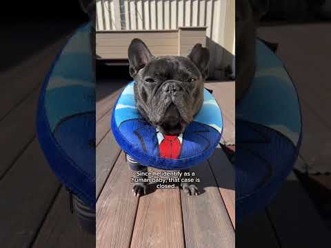 Bruno’s DNA test confirmed he’s 100% Frenchie… and I found out more than I expected