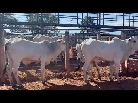 LOTE 25