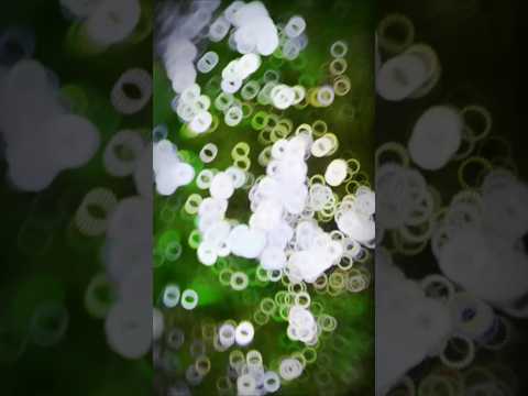 टंच माल भईया लेके बाड़ऽ आईल Gadar -Pawan Singh - Full Song - Bhojpuri Hit Songs 2025new#shorts