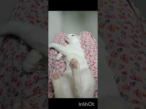 আম্মু খালি জোর করে ঘুম পারায়🥺😴 #shorts #funny #cat #trandingshorts