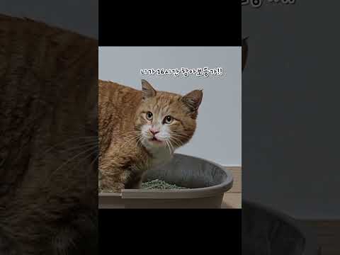 16시간만에 화장실에 간 고양이(집방문 4편)