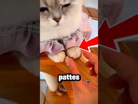 La Petit Chat Coquin s'est fais attraper par son Maitre 😍❤️