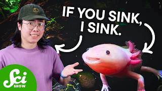 Thumbnail for the video "Axolotls Are In Danger. Here's Why That's Bad For YOU." from SciShow
