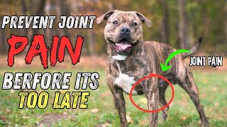 The #1 Way to Prevent Joint Issues in Pit Bulls & American Bullies