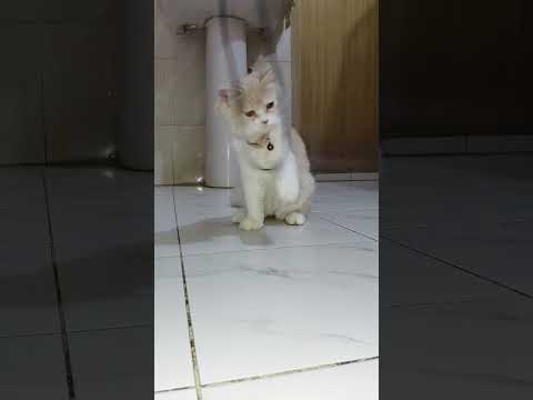 Mochi Lover Cat's shorts Videos #cute #catvideos