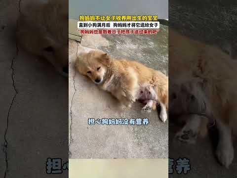 万物皆有灵,狗妈妈知道这是一户好人家,所以才数着日子把宝宝给送过来的吧!#画一个故事 #治愈系 #万物皆有灵性 #狗狗的心思都写在脸上了 #画画