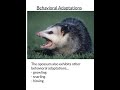 Animal Behavior and Adaptations