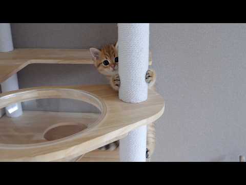 Before long, the kitten Rio was able to climb the cat tower at will!