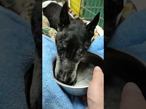 米克斯老爺爺 阿虎 雖然全身癱瘓，但是頭腦相當清楚，肚子餓了、渴了、想坐輪椅、想躺下來休息，都會用叫聲來表示，是非常聰明又令人疼愛的老爺爺