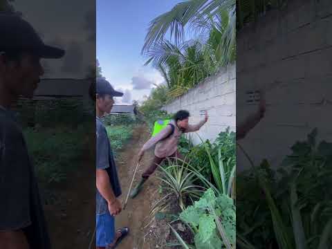 DARI PADA BUAT SARANG ULAR HASILNYA BISA DINIKMATI BARENG BARENG