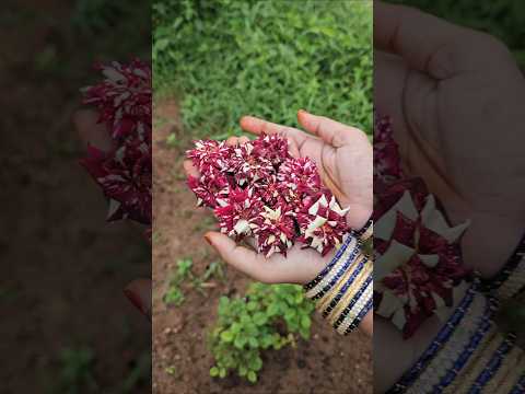 Abracadabra <strong>Roses</strong> harvesting #<strong>roses</strong> #flowers #mygarden #gardening #shorts #viralvideo