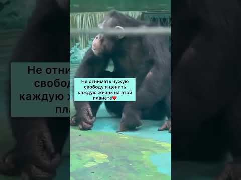 Имеет смысл только Любовь❤️ #shortvideo#милыеживотные#обезьяна#шортсы#мем#топ