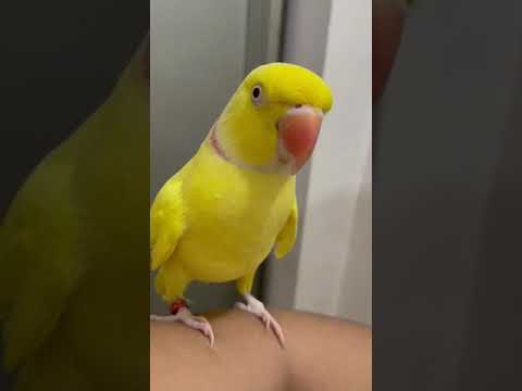 Meow 😺 🐈 #cute #parrot #talkingparrot #praptytalukder