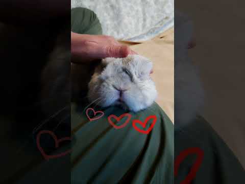 モフモフうさぎのモチモチほっぺ #ロップイヤー #うさぎ