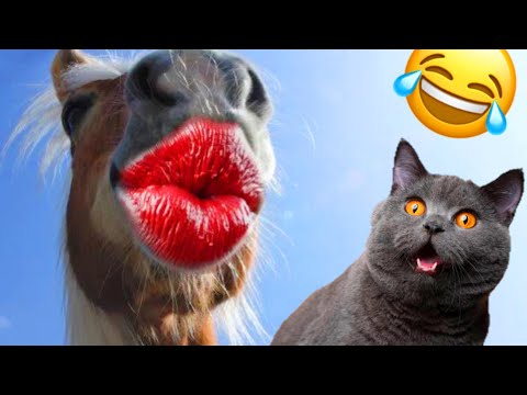 Top New Comedy Video Amazing Funny Animal / Epic Fails video 😂 Try Not to Laugh 2024 Ending 🤣