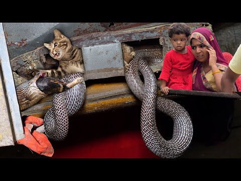 कैमरे में कैद हो गया, बहुत ही खतरनाक मंजर, जिन्दा बच्चे को निगल गया कोबरा सर्प; फिर कैसे क्या हुआ!😱🐍
