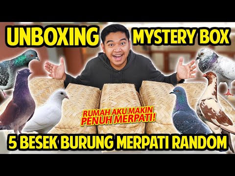 UNBOXING 5 BESEK MYSTERY BOX BURUNG MERPATI SEKALIGUS! BERUNTUNG BANGET! RUMAH MAKIN PENIH MERPATI!