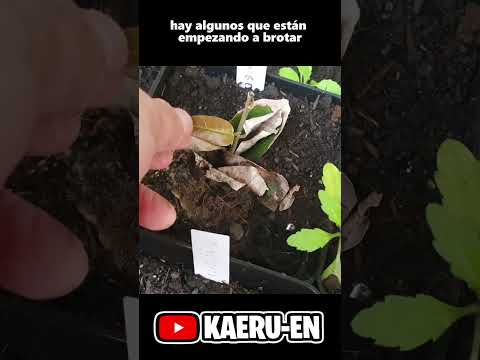 Un paseo por la Escuela de Bonsai Online