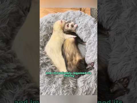 The loving ferret couple #shortvideo #animals #ferret #shorts