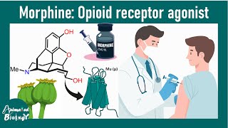Morphine | How morphine affects or brain and body? | Pharmacology of morphine | Opioids