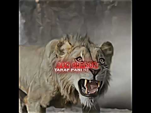 “Simba Ka Inteqam – Raja Ko Girana Hai!”#RajaKoGiranaHai#EmotionalScene#SimbaVsRaja