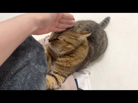 猫の動画サムネイル - 洗ったばかりの洗濯物の上でくつろいでママに鉄拳制裁(チョップ)を受ける猫