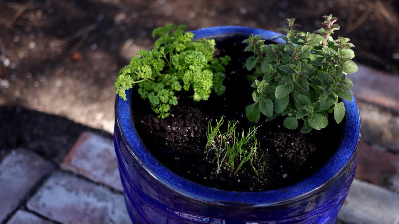 Planting Herbs in Containers for Beginners