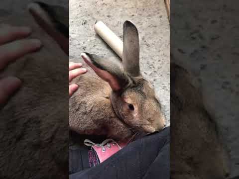 Besitos de mi coneja/ my rabbit kissing