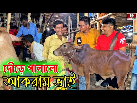 কেন আকরাম ভাই দৌড়ে পালালো গাবতলী হাটে গরু কিনতে এসে