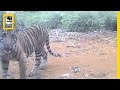Sumatran Tiger Conservation Insights