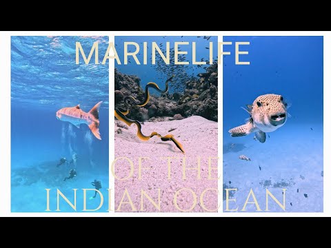 Dive into the Depths of the Ocean with Incredible Marine Life 🌊🐢🐙