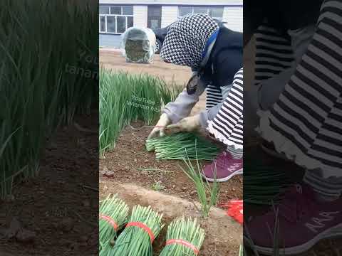 Panen sayuran bawang kucai untuk keperluan memasak supaya harum #shorts