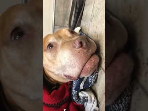 Funny and cute dogs compilation#cute#doglover#doglife#cure#dogshorts#pet#doglife#dogshorts