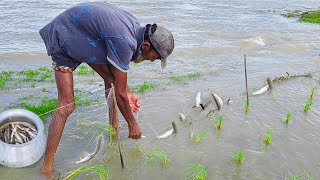 নদীর পাশে কারেন্ট জাল দিয়ে পার্সে মাছ ধরা| Traditional Fishing in rainy season 2025। মাছ ধরার ভিডিও 