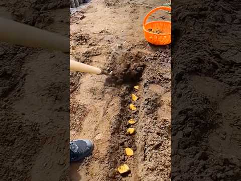 How does this potato planting tool work !