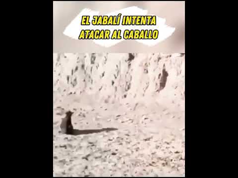 El caballo patea al jabalí y sucede lo peor #shorts
