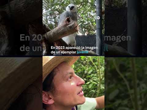 Creían extinta esta ave... ¡y apareció en México!
